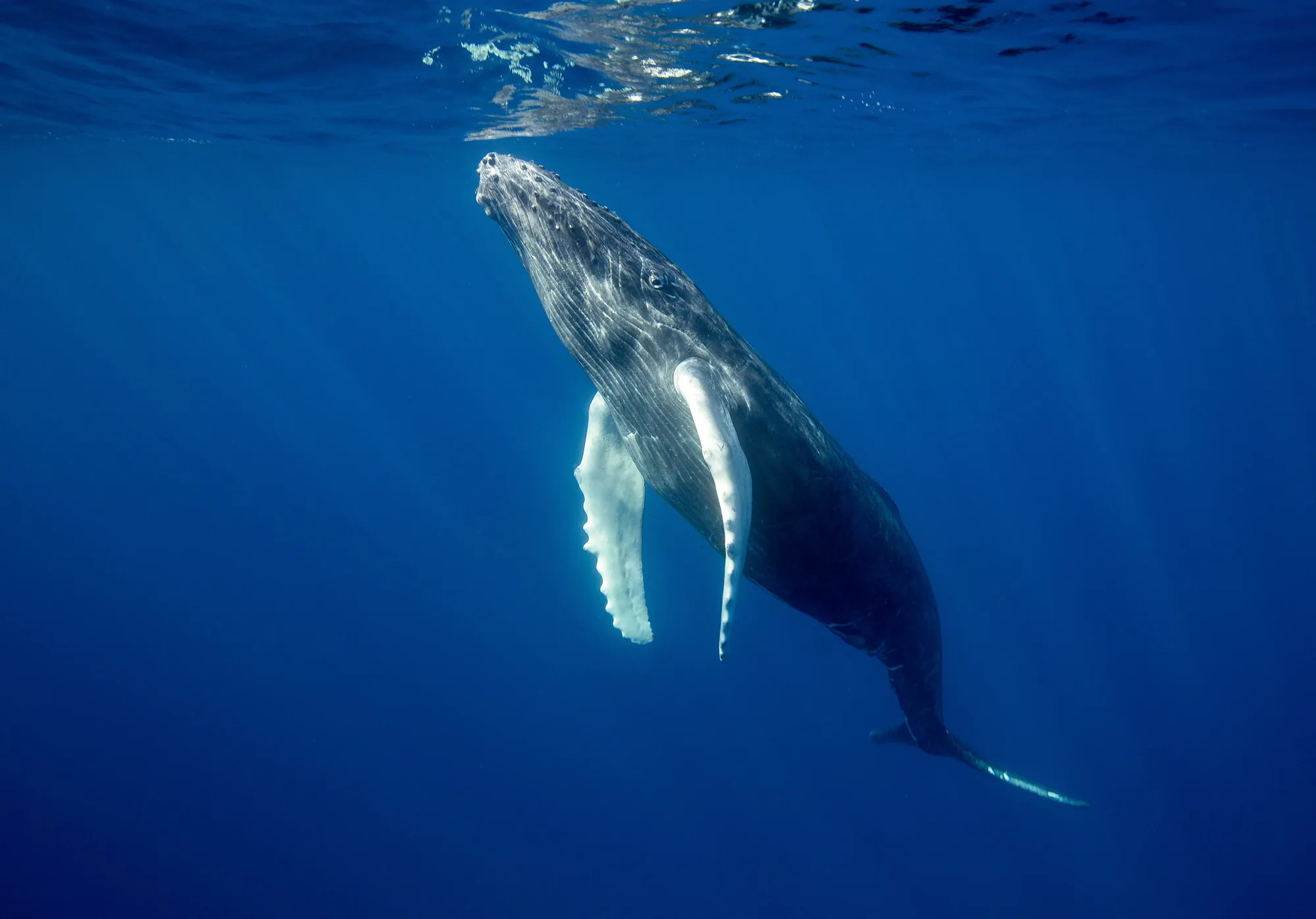 A humpback whale in the open Pacific