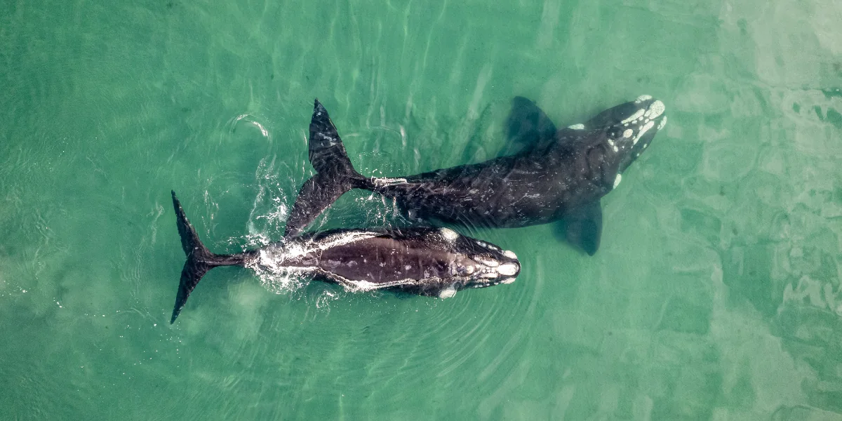 A humpback whale and her calf seen from above in open water.