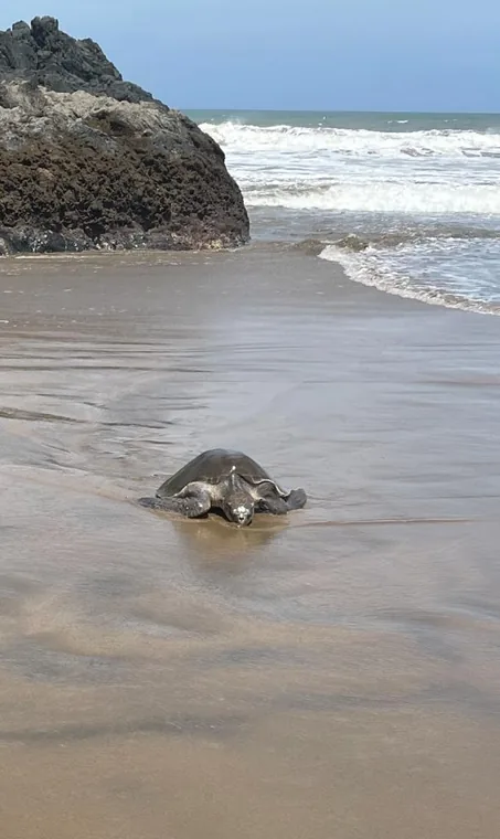 A sea turtle on the sand at Playa Destiladeros
