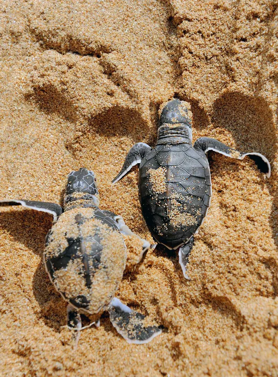 A newly hatched sea turtle